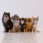 ミックス犬のかわいい魅力！ 飼う前に知っておくべき4つの注意点
